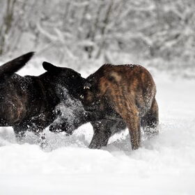 Stoeien in de sneeuw.