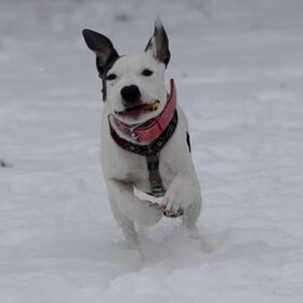 lady het sneeuw haasje