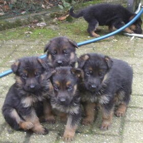 pups