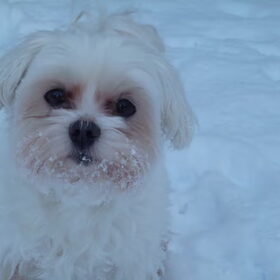 Ciske in de sneeuw