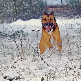 Geen Wolf