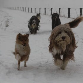 Shelties & Beardies in de Sneeuw!