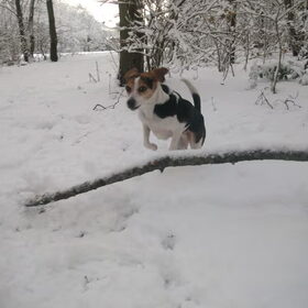 roxy in de sneeuw springt over een tak