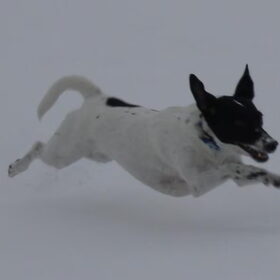 puck