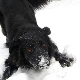 Raja in de sneeuw