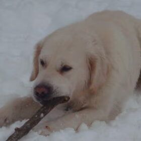 Lieve guus in de sneeuw