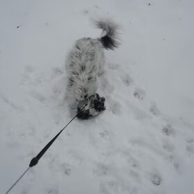 Angel in de sneeuw