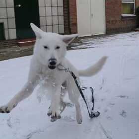 Kyra in de sneeuw!!!