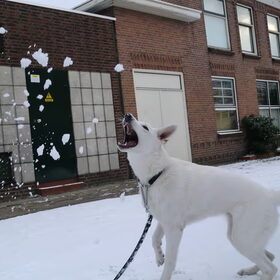 Kyra in de sneeuw!!!