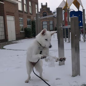Kyra in de sneeuw!!!