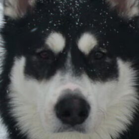 sneeuwwolf