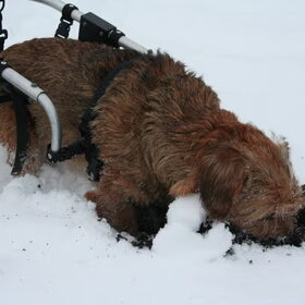 Lekker er op uit in de sneeuw.