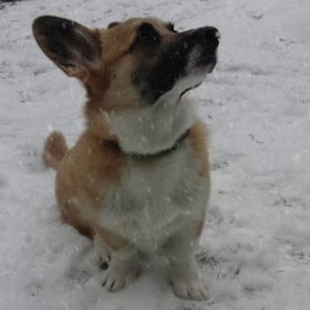 midas vind de sneeuw super interessant