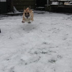 `midas in de sneeuw