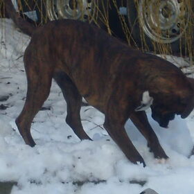 sneeuwpret met Laika