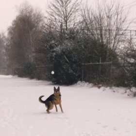 Sneeuwballen vangen!!!