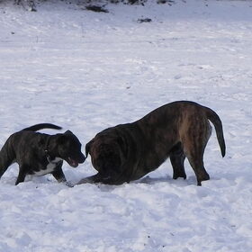 sneeuwpop maken