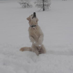 Wat is het leukst vind is sneeuwballen vangen!