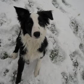 Yacko's eertje keer in de sneeuw