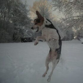 roxy springt naar een sneeuwbal