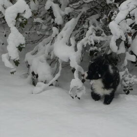 sneeuw