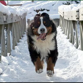 Geen brug te ver!!!!