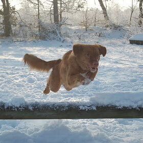 Springen en dollen in de sneeuw