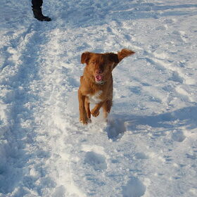 Big smile sneeuwpret