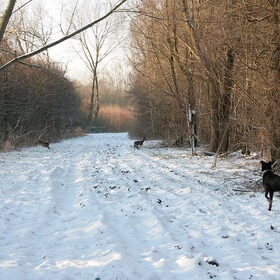 overstekend wild