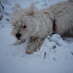Amy in de sneew.