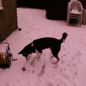 Skippa in de sneeuw