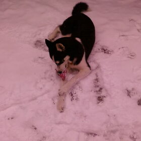 Skippa in de sneeuw