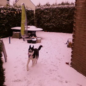 Skippa in de sneeuw