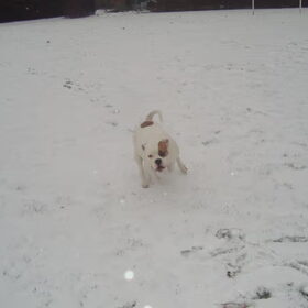 Nala in de sneeuw!