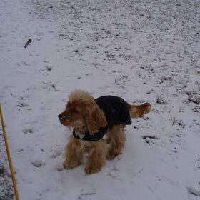 sneeuw, waar is er sneeuw, ik heb altijd een witte neus