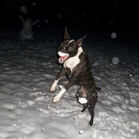 Sneeuwballenpret!