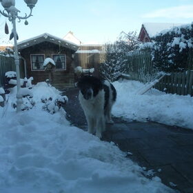 Brando in de sneeuw