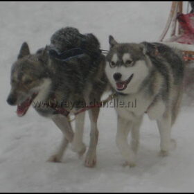 Daar waar een Husky thuis hoort, voor de slee.