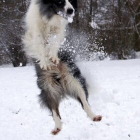 Dano en een sneeuwbal