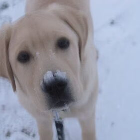Baloe voor het eerst in de sneeuw
