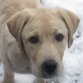 Baloe vermaakt zich goed in de tuin,in de sneeuw