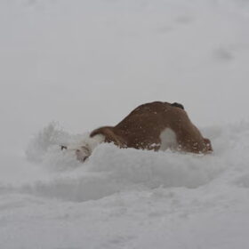 me sneeuwschuiver
