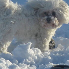 tobias in de sneeuw