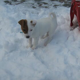 Daisy in de sneeuw