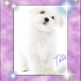 Tétu