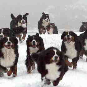 Pret met de roedel Berners in de sneeuw