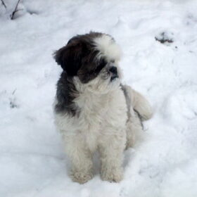 kyra in de sneeuw