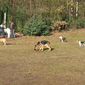 Bouke op puppy cursus