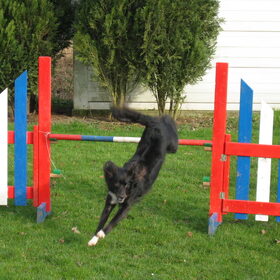 Nara in agility