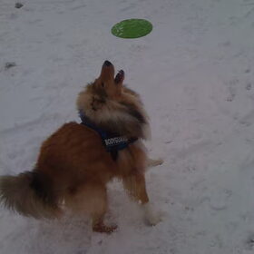 Frisbee!